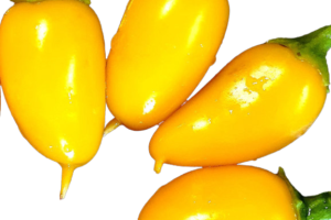 Jalapeno Neon Orange